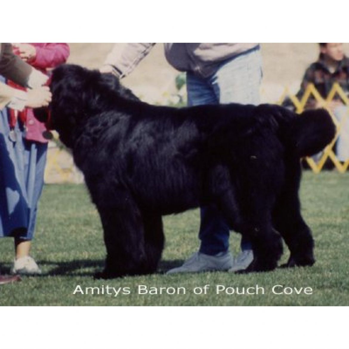 R Amitys Baron of Pouch Cove (29-04-1986)